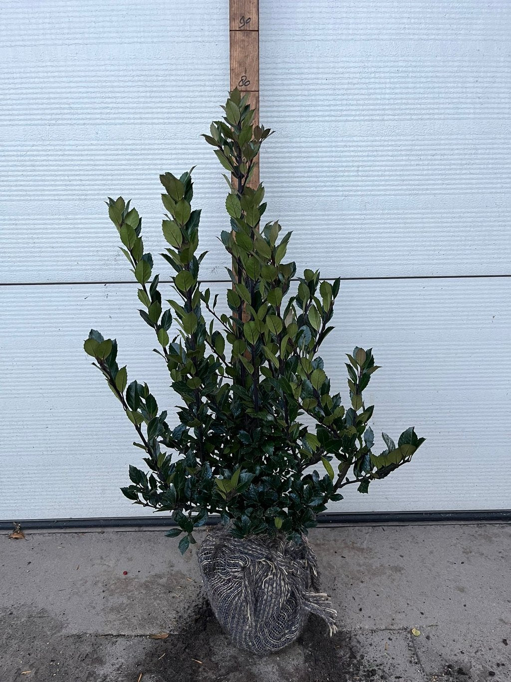 Ilex meserveae 'Heckenblau' - 50-60 CM RB